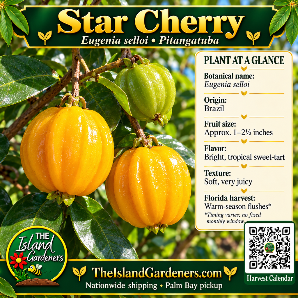 Star Cherry product graphic with golden ribbed fruit, plant facts, Island Gardeners logo and Harvest Calendar QR