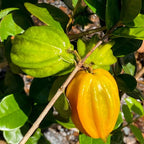 Yellow ripe and green immature Star Cherry fruit with deep rounded ribs on a leafy branch