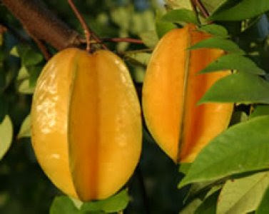 Two yellow fruits hanging from a tree with green leaves.