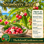 Red strawberry tree berries, serrated green leaves, and white flowers on a branch above a ceramic bowl of harvested fruit. 