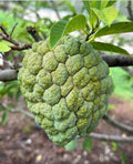 Sugar apple fruit growing on a leafy branch