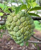Sugar apple fruit growing on a leafy branch