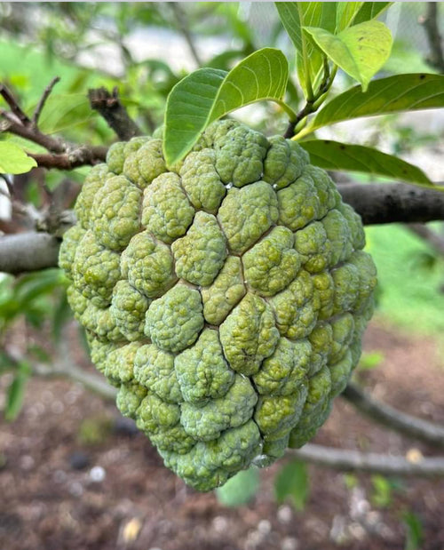 Sugar apple fruit growing on a leafy branch