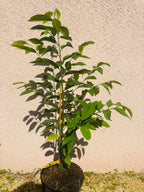 Sugar apple tree growing in a nursery pot