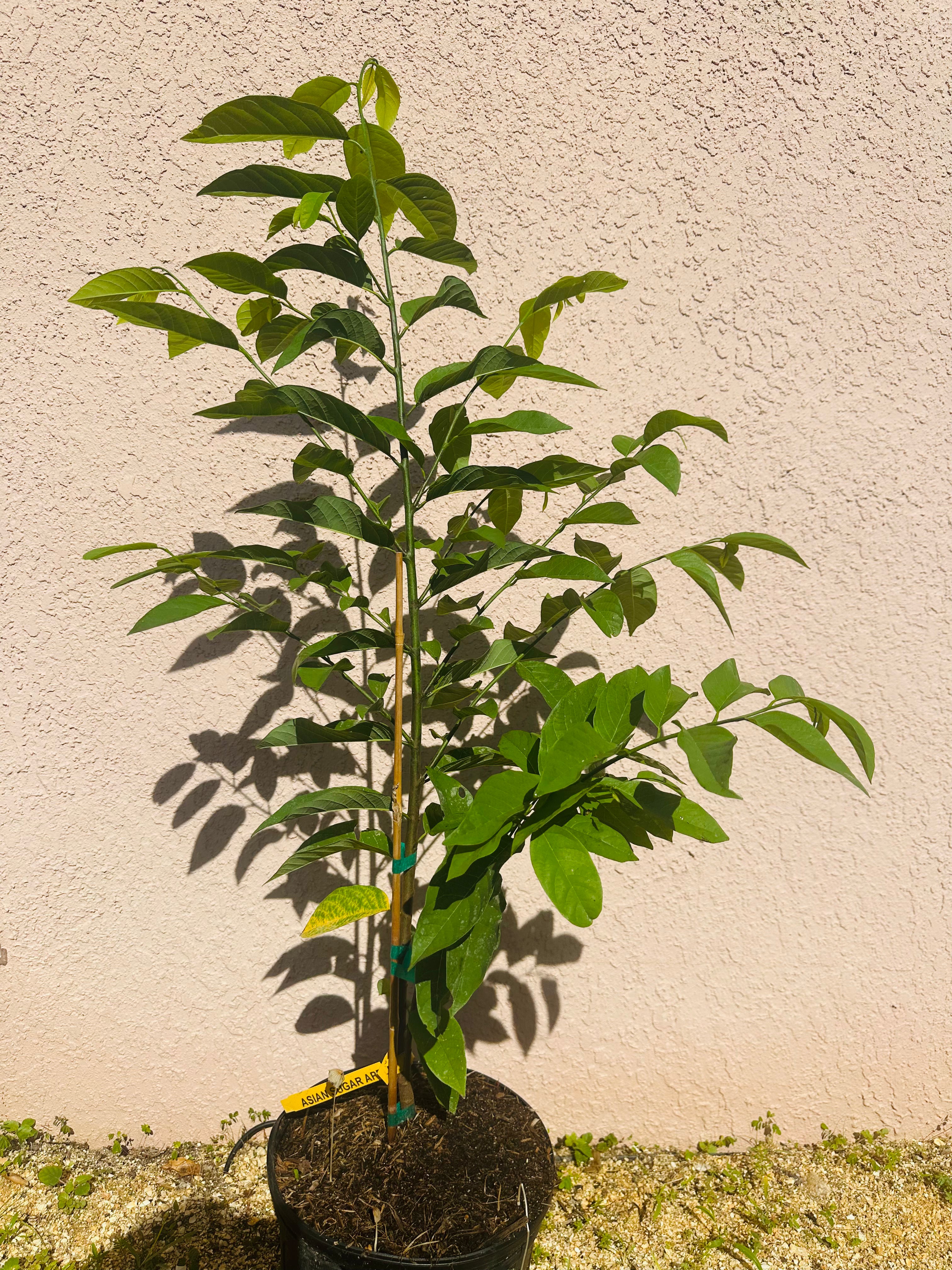 Sugar apple tree growing in a nursery pot