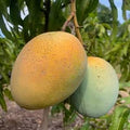 Sugar Loaf Mango trees for sale in Florida at The Island Gardeners