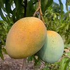 Sugar Loaf Mango trees for sale in Florida at The Island Gardeners