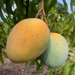 Sugar Loaf Mango trees for sale in Florida at The Island Gardeners