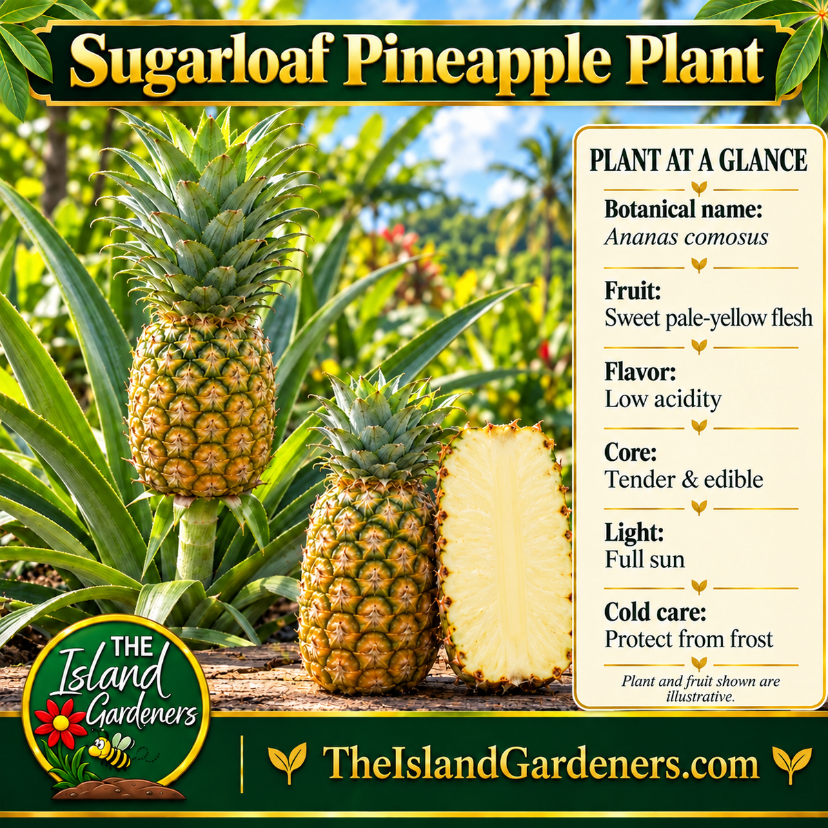 Pineapple fruit growing on a central stalk among long green leaves.
