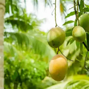 Green and yellow mangoes hanging from long stems among garden foliage.