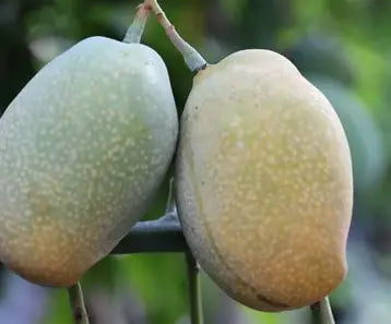 Two oval mangoes with green-to-yellow skin and pale lenticels hanging together on a branch.