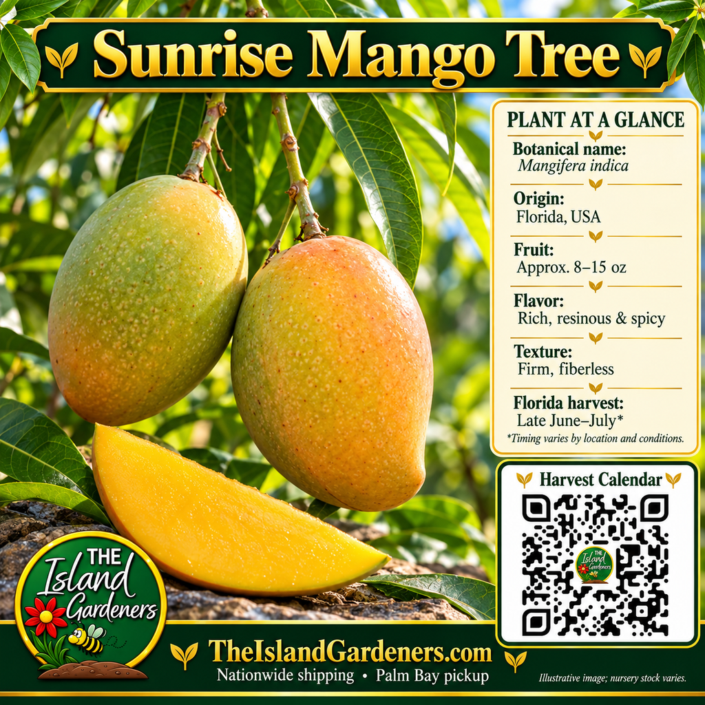 Sunrise mango graphic showing oval yellow-green fruit, firm yellow flesh, a growing guide, and a Harvest Calendar QR code.