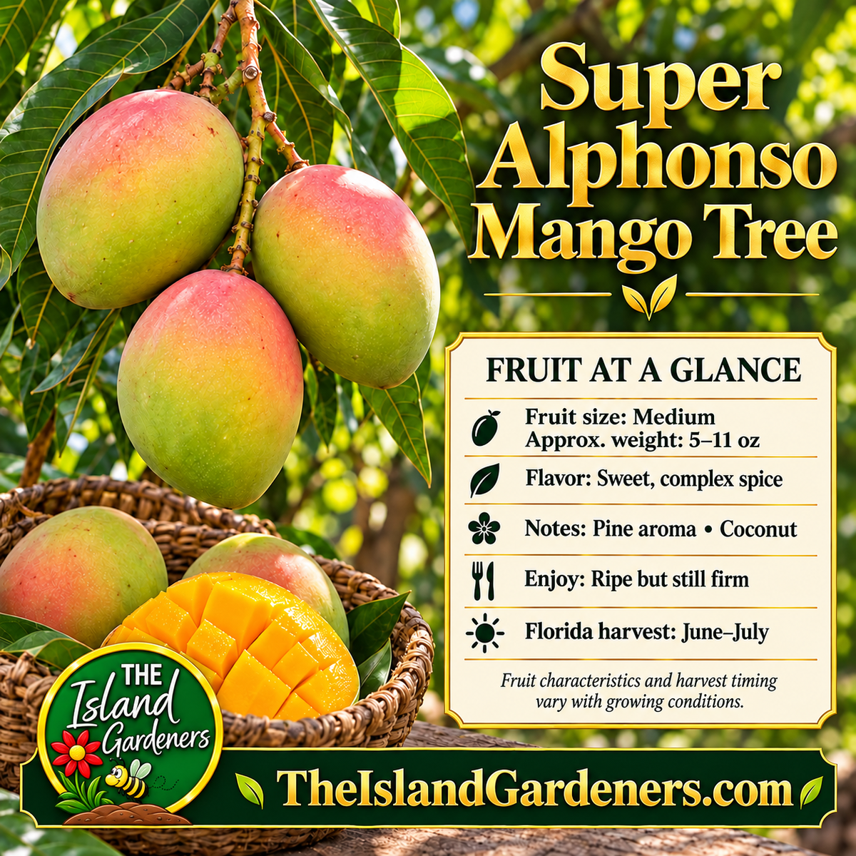 Green and pink-blushed Super Alphonso mangoes beside sliced fruit and a panel describing flavor, eating stage, and Florida harvest timing.  