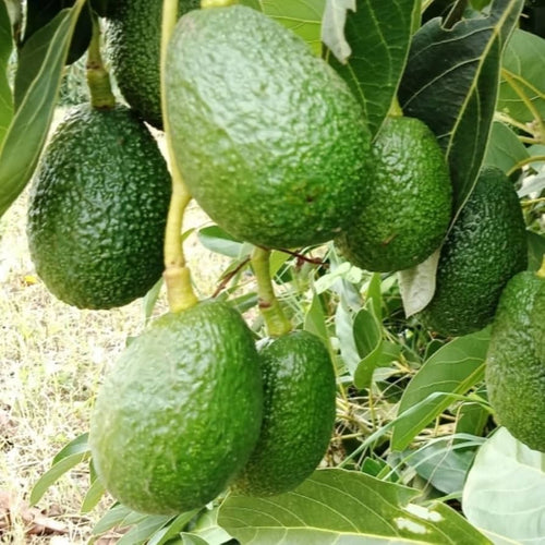 Ooh La La Super Hass avocados growing on an avocado tree