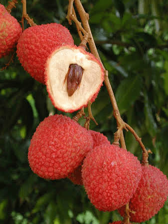 Red Sweetheart lychees on a branch with a cut fruit showing white flesh and a slender brown seed