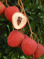 Red Sweetheart lychees on a branch with a cut fruit showing white flesh and a slender brown seed