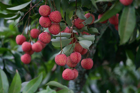 Clusters of red Sweetheart lychee fruit hanging among green foliage