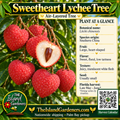 Sweetheart Lychee Tree graphic with red heart-shaped fruit, white flesh, plant facts, air-layered label and Harvest Calendar QR
