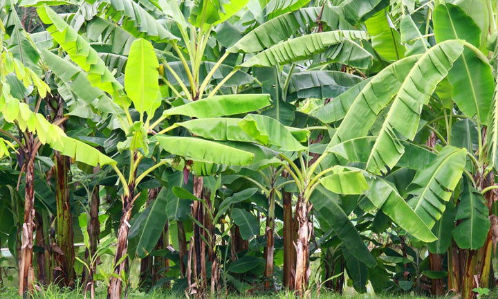 Jamaican Plantain Plant  | Horse Plantain