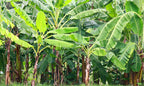 Jamaican Plantain Plant  | Horse Plantain