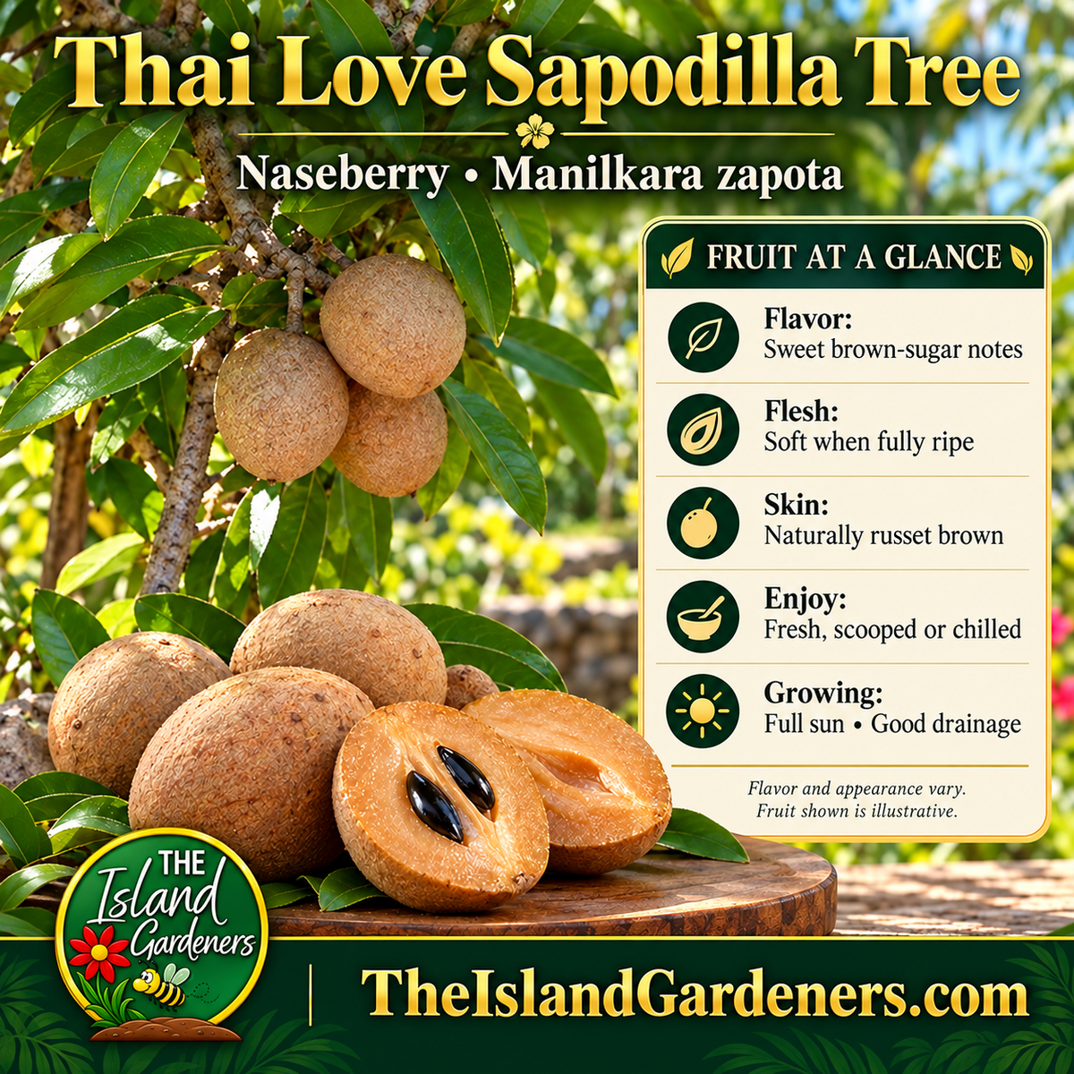 Thai Love sapodilla product illustration showing russet-brown fruit, cut flesh with dark seeds, and a panel describing flavor and growing needs. 