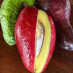 Thomson Red avocado tree for Florida gardens