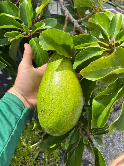 Thomson Red avocado tree with red-skinned fruit