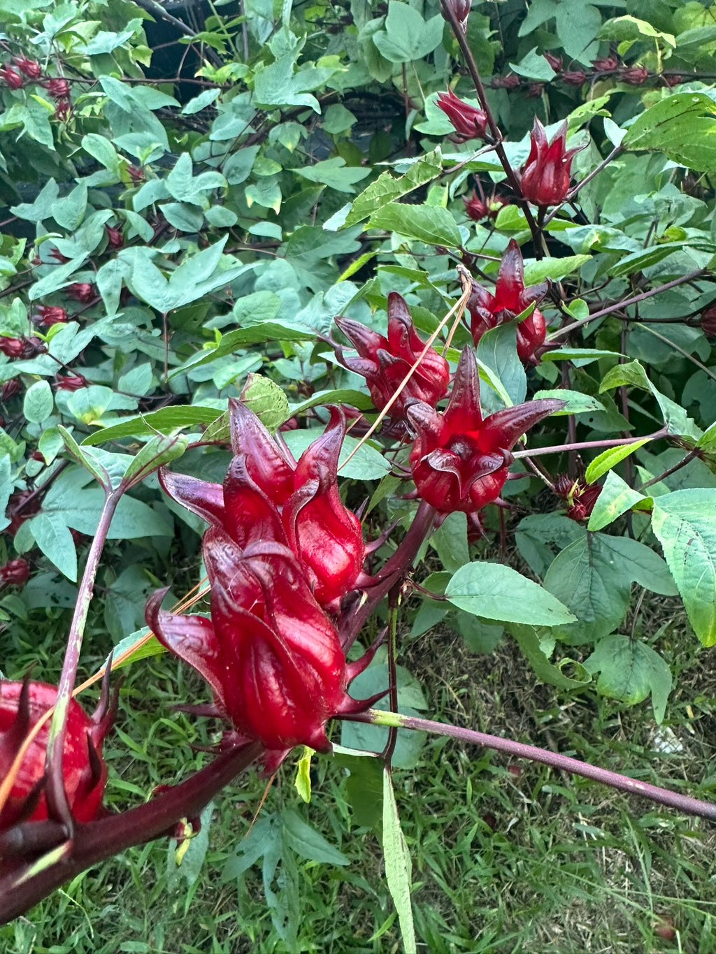 Deep red sorrel calyces along burgundy stems among green leaves.