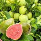 Tikal guavas growing among green leaves