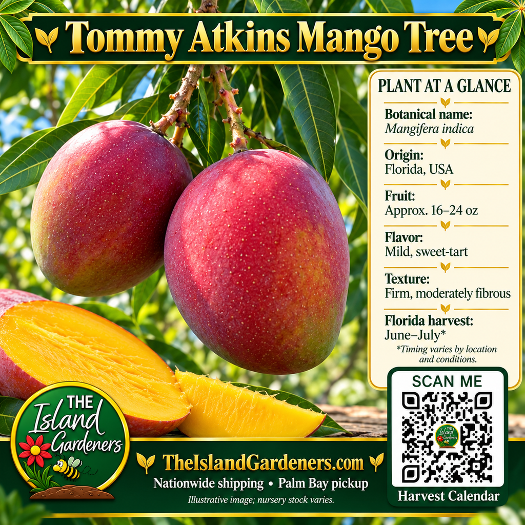 Tommy Atkins mango graphic with red-blushed oval fruit, sliced yellow flesh, a growing guide, and Harvest Calendar QR code.