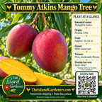 Tommy Atkins mango graphic with red-blushed oval fruit, sliced yellow flesh, a growing guide, and Harvest Calendar QR code.
