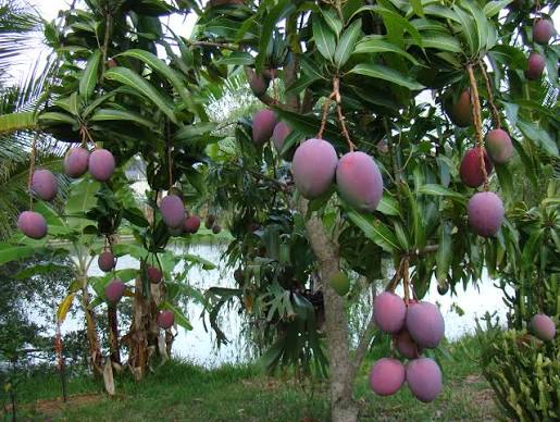 Tommy Atkins Mango tree with ripe purple mangoes in a natural setting