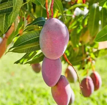 Several red-purple blushed mangoes hanging on a tree among long green leaves.