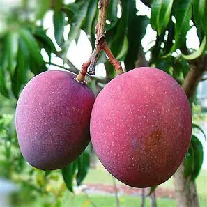 Two red-purple blushed oval mangoes hanging together among green leaves.