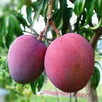 Two red-purple blushed oval mangoes hanging together among green leaves.
