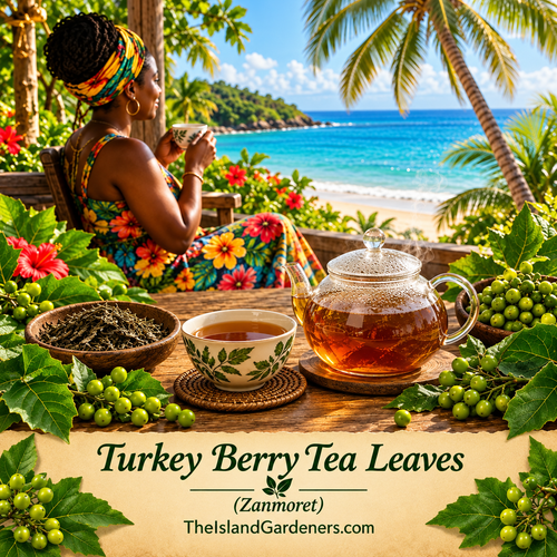 Turkey berry tea leaves beside a glass teapot and cup, with a woman overlooking a Caribbean beach.