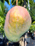 Asymmetrical green-yellow Ugly Betty mango with pink blush hanging from a leafy branch