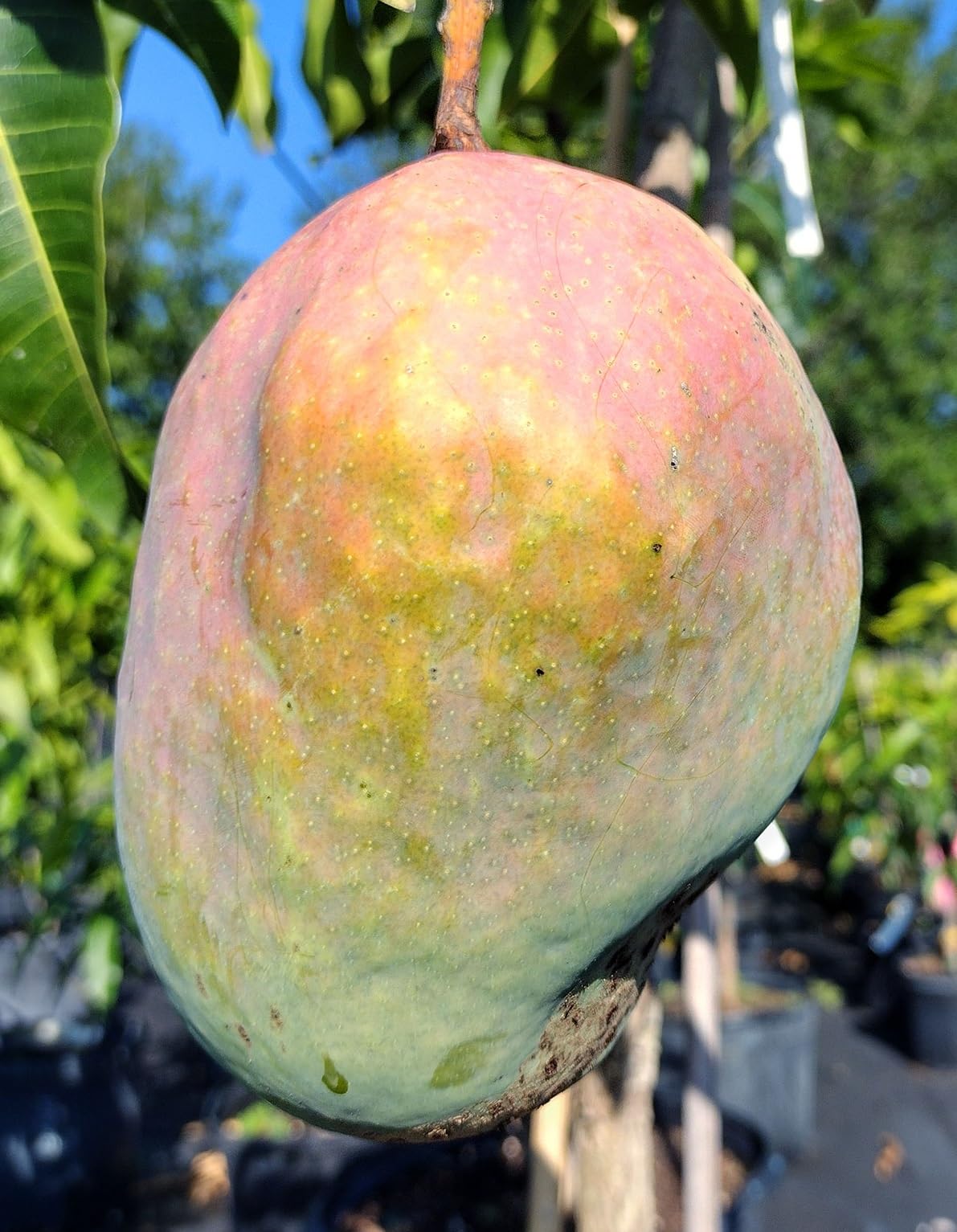Asymmetrical green-yellow Ugly Betty mango with pink blush hanging from a leafy branch