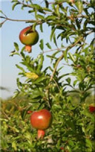 Pomegranate Tree (Punica granatum)