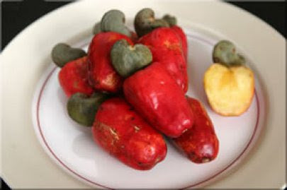 Red Cashew Nut Tree