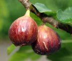 Fig Tree – Nursery Selected Variety