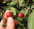 Strawberry Tree (Jamaica Cherry / Panama Berry)