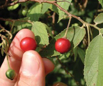 Strawberry Tree (Jamaica Cherry / Panama Berry)