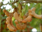 Sweet Thai Tamarind Tree – Rare Tropical Fruit Tree