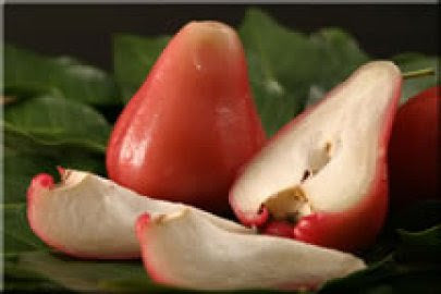 Red Wax Jambu Tree (Wax Apple) – Rare Tropical Fruit Tree