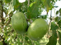 Black Sapote Tree – Chocolate Pudding Fruit