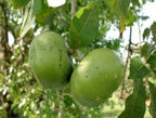 Black Sapote Tree – Chocolate Pudding Fruit