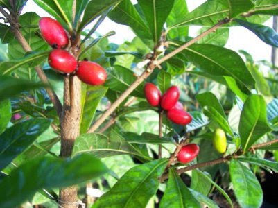 Miracle Fruit - Rare Tropical Fruit