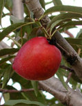 Plum - Low Chill Tree