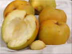 White Sapote Tree – Rare Tropical Fruit Tree